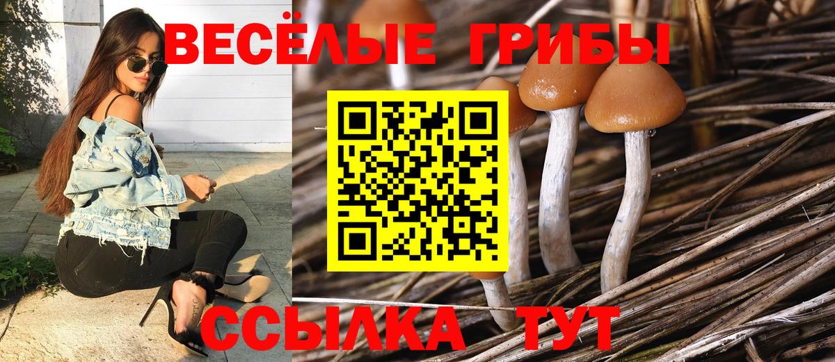 Мценск  Галлюциногенные грибы Psilocybe  Вход с VPN  Псилоцибиновые грибы Magic Shrooms 